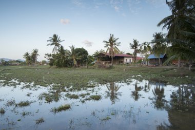 Pirinç alan gün batımında