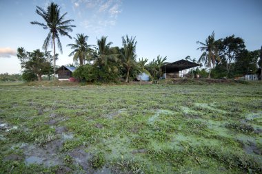 Pirinç alan gün batımında