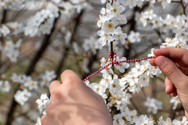 Spring time, hello spring concept. Child ties red and white thread on flowering twig, welcoming beginning of spring. Martenitsa is symbol of March 1. Selective focus.