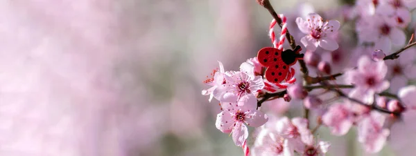 Banner Spring sınırı ya da pembe çiçekli arka plan ve dekoratif uğur böceği. Bahar ya da yaz mevsimi için yumuşak stili olan mor renkli çiçeklerin soyut arkaplanı. kopyalama alanı.