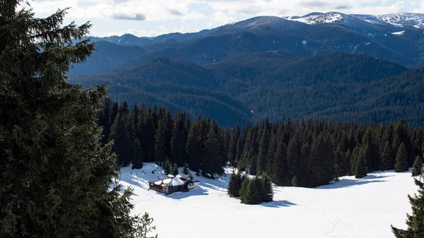 Paesaggio Invernale Zona Boschiva Montuosa Con Alti Abeti Rossi Neve — Foto Stock