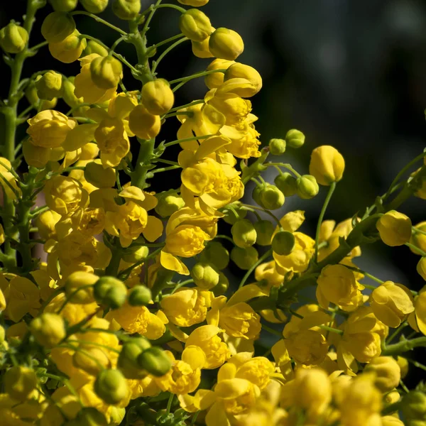 Εποχιακό Φόντο Λουλουδιών Κίτρινα Λουλούδια Magonia Θολή Πρασινάδα Στο Εαρινό — Φωτογραφία Αρχείου