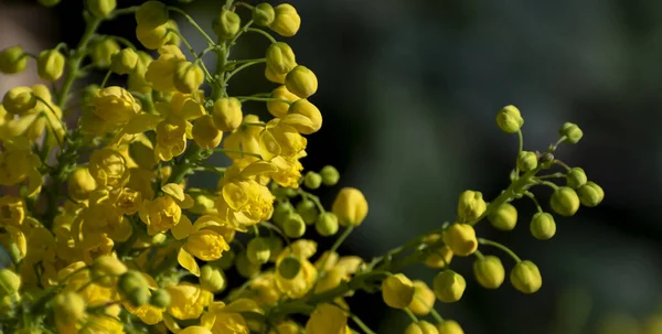 花の季節のバナー 春公園の青緑を背景に黄色の花マゴニア 庭に咲く フィールドの浅い深さ スペースのコピー — ストック写真