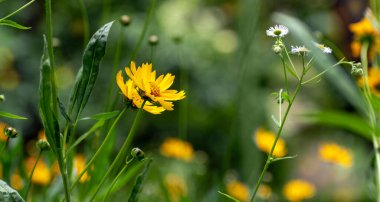 Taze çiçek arkaplanı ya da afiş. Narin sarı çiçek Careopsis veya bahar parkındaki bulanık yeşilliğin arka planında sarı papatya çayı. Bahçede çiçek açıyor. Sığ alan derinliği