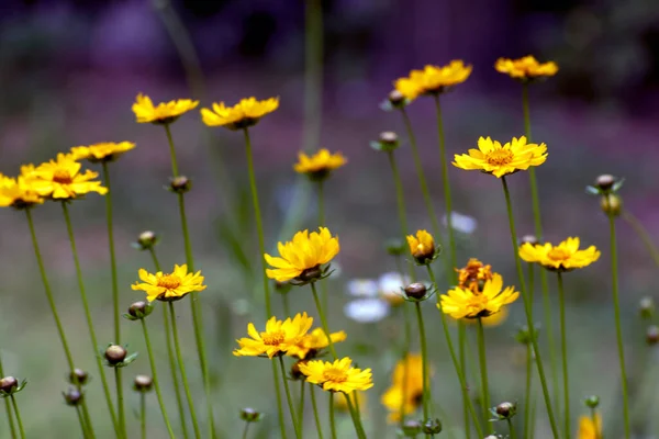 Εστιασμένη Άποψη Του Κίτρινη Μαργαρίτα Coreopsis Ανθίζει Ένα Πάρκο Άνοιξη — Φωτογραφία Αρχείου