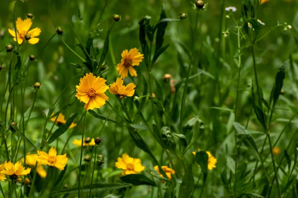 Flor Amarela Delicada Careopsis Camomila Amarela Fundo Vegetação Borrada Parque — Fotografia de Stock