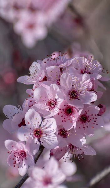 Kersenbloesems Bloeiende Sakura Een Wazige Bloemenachtergrond Voorjaarstijd Een Close Verticaal — Stockfoto