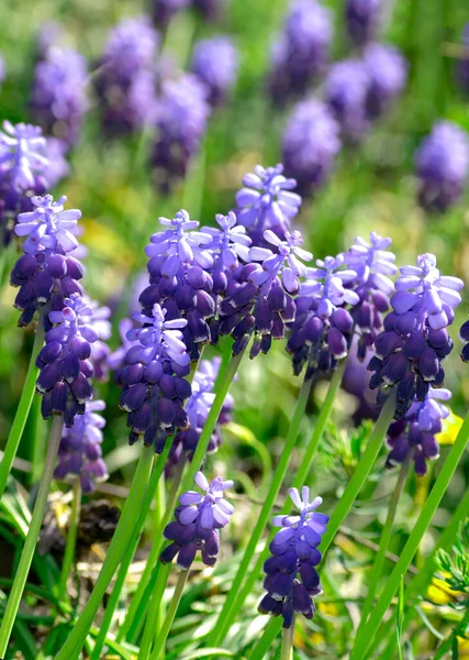 Tavaszi Kék Virágok Egy Elmosódott Háttér Virágzó Rétek Muszkari Vadvirágok — Stock Fotó