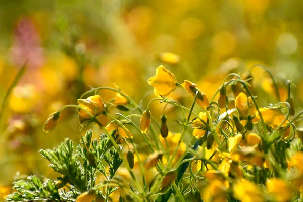 Gelbe Wildblumen Auf Einem Verschwommenen Hintergrund Eines Blühenden Feldes Butterblumen — Stockfoto