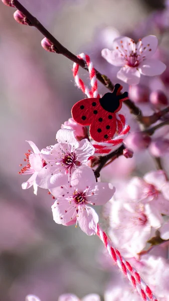 Lente Verticale Achtergrond Met Roze Kersenbloesem Decoratieve Lieveheersbeestje Bloeiende Sakura — Stockfoto