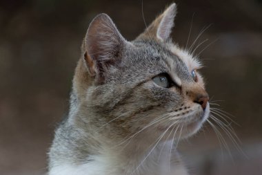 Çok renkli kedi avlanıyor, tetikte bekliyor. Dışarıda güzel bir sokak kedisi resmi var..