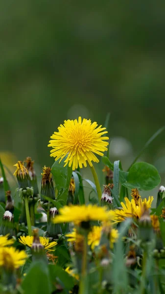 Sárga Pitypang Virág Zöld Erdei Tisztáson Felhős Friss Nyári Reggelen — Stock Fotó