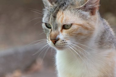 Yeşil gözlü güzel üç renkli kedi yırtıcı bakışlarla görünüyor. Bulanık bir sokak arka planında fotokopi alanı olan bir portre.