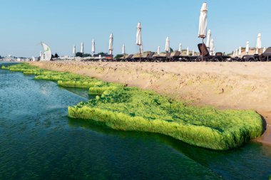 Nessebar, Bulgaristan, Sunny Beach, 13 Temmuz 2021: Bulgaristan 'ın Karadeniz kıyısındaki popüler tatil beldesinde yeşil yosunlarla sahil kirliliği. Kumlu deniz kıyısı boyunca yeşil deniz yosunu birikmiş.