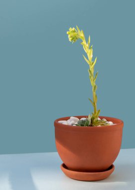 Sempervivum veya Houseleek çiçekleri evde yetişiyor. Açık mavi arka planda izole edilmiş seramik tencerede sulu sulu ya da kaktüs. Ev bahçelerinde büyüyen ve ev bitkileriyle ilgilenen