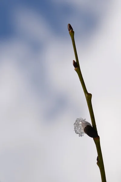 Die Weidenblüten — Stockfoto