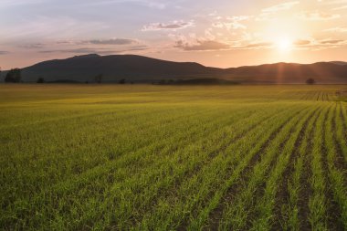 sGeçerli alan buğday filizi ile güneş ışığı ile yaktı