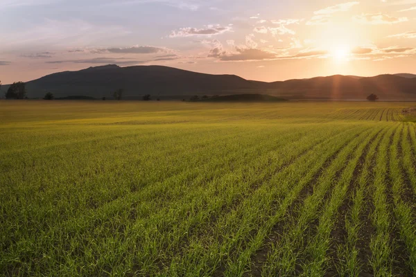 Il campo di grano con germogli è illuminato con luce del sole — Foto Stock