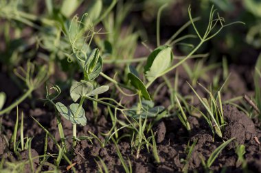 filiz yeşil bezelye