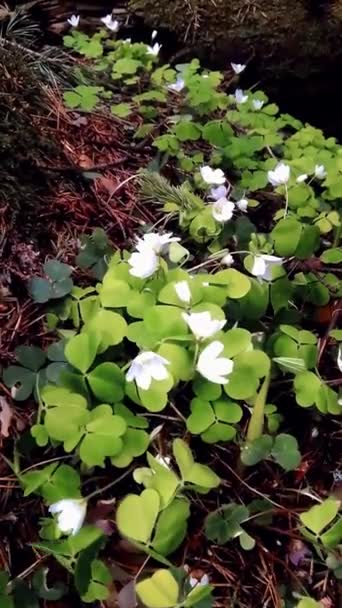 Les Fleurs Oxalis Sont Soufflées Par Vent Dans Une Clairière — Video