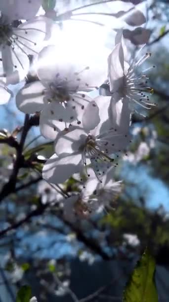 Egy Fényes Napsugár Tör Almafa Virágain Egy Tavaszi Napon — Stock videók