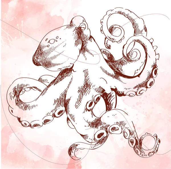Polvo Comum Octopus Vulgaris Vintage Engraved Illustration Trousset Enciclopédia 1886 —  Vetores de Stock