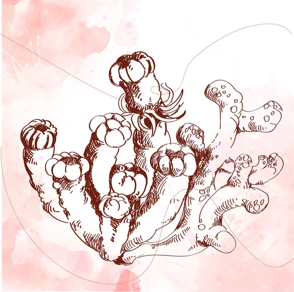 Coral sea fan Vector Art Stock Images Depositphotos