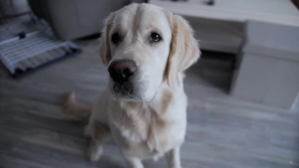 Cute Golden Retriever Szczeniak Portret Pomieszczeniach Footage Slow Ruch Apple — Wideo stockowe