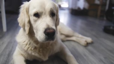 Tatlı Golden Retriever köpek yavrusu sahne 4K video hareketi.