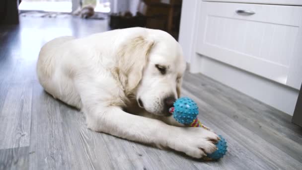 Lindo Cachorro Golden Retriever Jugando Con Movimiento Vídeo Toy — Vídeos de Stock