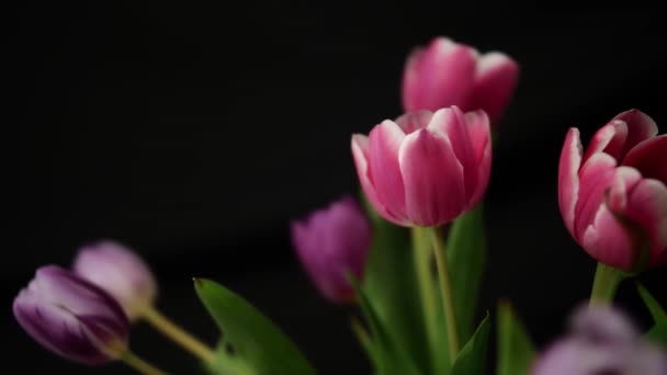 Close Time Lapse Van Tulpen Zwarte Achtergrond Tulpen Beeldmateriaal — Stockvideo