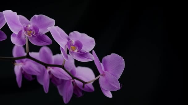 Close Time Výpadek Fialové Orchideje Černém Pozadí Fialové Orchidej Květiny — Stock video