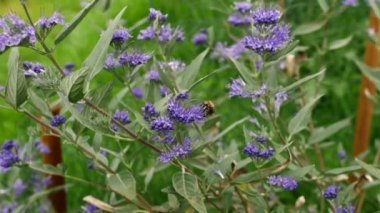 Mavi sakal (Caryopteris x clandonensis) ve yaban arısı görüntüsü.