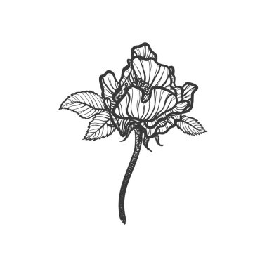 Rosehip güllerini kapalı çizgi grafikleri şeklinde taşıyın. İç dekorasyon için iç dekorasyon seramikleri için yapraklar, dallar ve taç yaprakları olan bir sınır. Minimalist siyah beyaz çizim