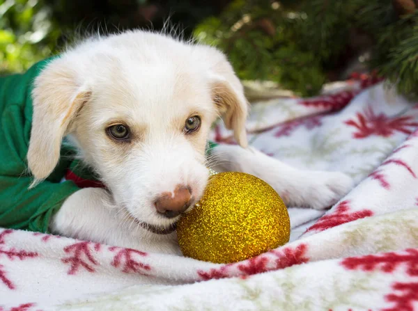 Adorable Blanco Lindo Cachorro Apetitosamente Roer Juguete Árbol Navidad Una — Foto de Stock