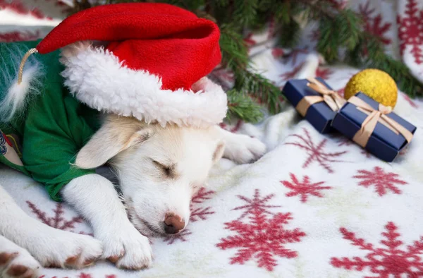 サンタの帽子のかわいい白い子犬は 柔らかい冬の毛布の上で甘い眠ります それの隣にお祝いの装飾があります 冬の休暇の準備 お気に入りの面白いペット — ストック写真