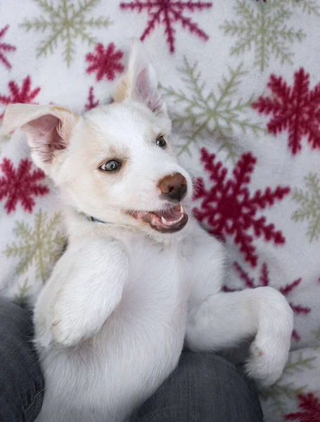 白い可愛い子犬は口を開けたまま背中に毛布の上に横たわっています 冬休みの準備 楽しく気楽なペットの子供時代 — ストック写真