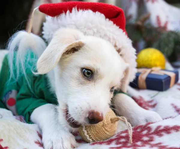 Schattige Witte Schattige Puppy Santa Hoed Heerlijk Knagen Een Kerstspeelgoed — Stockfoto