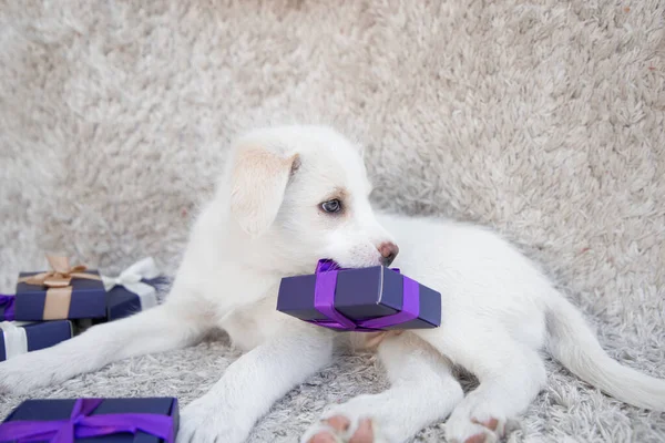 Adorable Cute Biały Szczeniak Leży Jasnym Tle Zębach Trzyma Pudełeczko — Zdjęcie stockowe