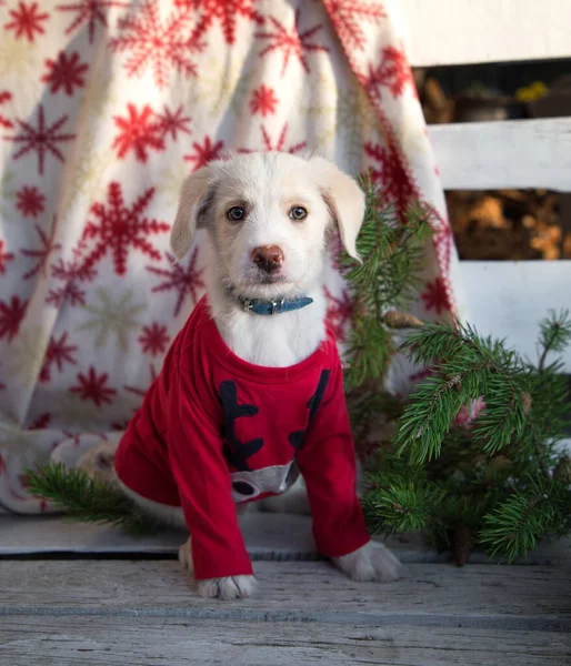 赤いクリスマスセーターの可愛い面白いかわいい白い子犬は軽い木製のベンチに座っています 彼の近くには柔らかい冬の毛布とクリスマスツリーの枝があります 新年の準備をしなさい お気に入りのペット — ストック写真