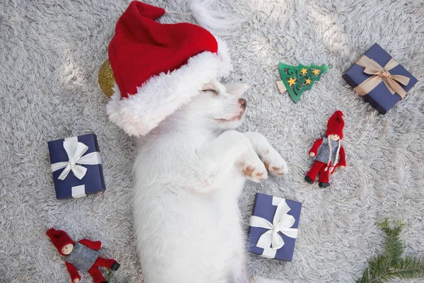 サンタの帽子のかわいい白い子犬は軽い背景で寝ています 彼の周りにはクリスマスお土産やギフトボックスがあります 冬休みの準備 好きな面白いペット — ストック写真