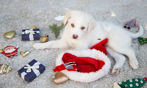 Sevimli Beyaz Köpek Yavrusu Hafif Bir Halıda Yatıyor Etrafında Noel — Stok fotoğraf
