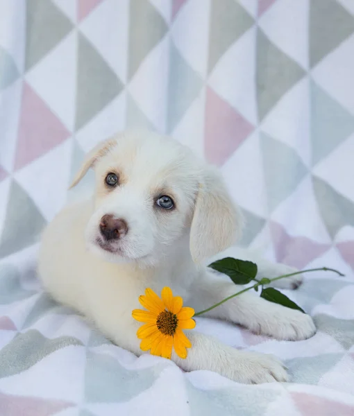 Adorable Divertido Lindo Cachorro Blanco Encuentra Manta Suave Mira Cámara — Foto de Stock