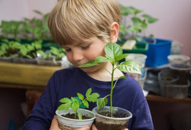 Küçük çocuk plastik kaplarda biber ve domates tohumları tutuyor. Küçük asistan - bahçıvan. Tohum yetiştir. Bahçede ekim mevsimi. Eko-eğitim. Doğa aşkı