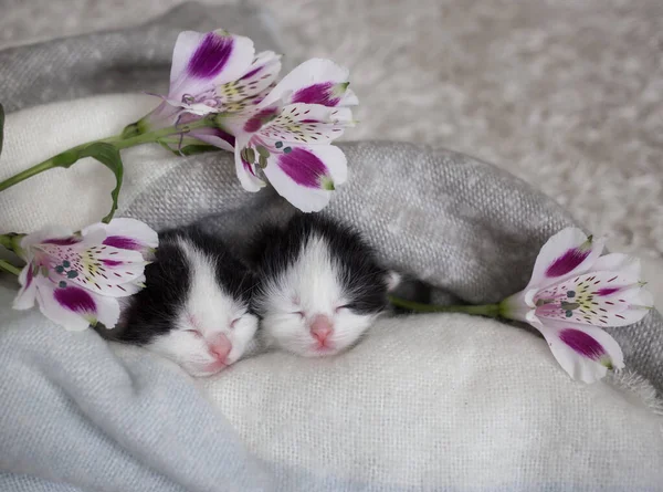 Två Svarta Och Vita Nyfödda Sovande Kattungar Med Alstroemeria Blommor — Stockfoto
