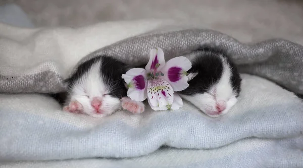 Två Svarta Och Vita Munstycken Nyfödd Sovande Kattunge Och Blomma — Stockfoto