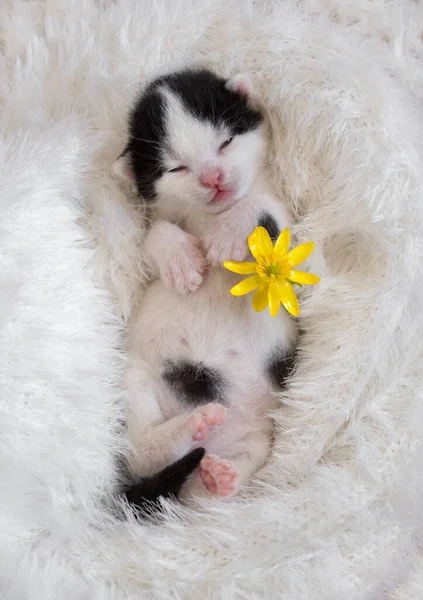 Chaton Nouveau Noir Blanc Dort Doucement Couché Sur Dos Dans — Photo