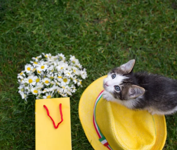 かわいいグレーの白い子猫は 草の上に横たわって デイジーの花束の近くに黄色のウィッカーの帽子に座っています 愛とふわふわの贈り物 楽しい春の驚き 猫を中心に — ストック写真