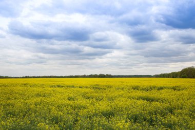 Baharda sarı kolza tohumu çiçeği tarlası. Kanola çiçeği. Tarım, doğa.