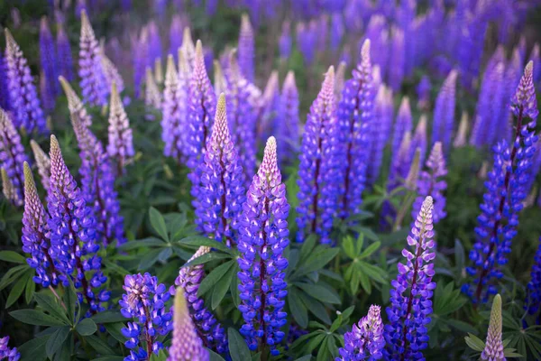 Barevná Krajina Přírodních Kvetoucích Luk Lupinů Kvetoucích Modrofialových Tónech Divoké — Stock fotografie